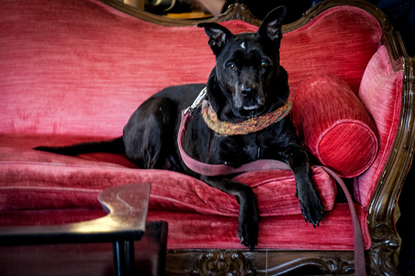 Local making herself comfortable at REV Cafe